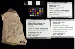 Foto (Objket + Etiketten) von Bullariscus patruliusi (Robins et al., 2013) 